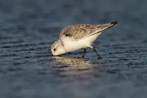 Sanderling: Sanderling
