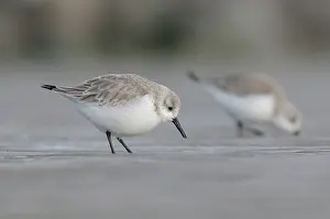 Sanderling: Sanderling