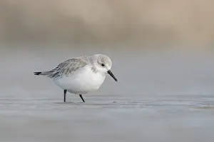 Sanderling: Sanderling