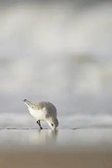 Visible: Sanderling