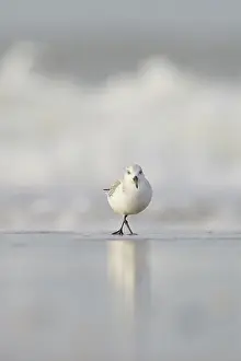 Sanderling: Sanderling