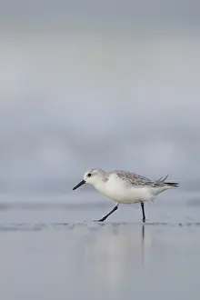 Sanderling: Sanderling