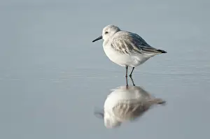 Sanderling: Sanderling