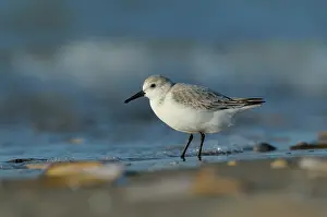 Sanderling: Sanderling