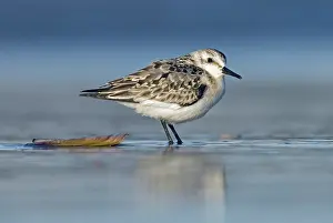 Sanderling: Sanderling