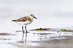 Sanderling: Sanderling