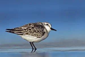 Sanderling: Sanderling