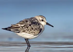 Sanderling: Sanderling