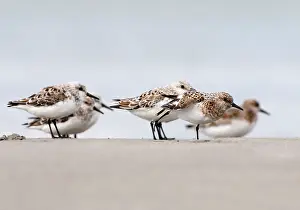Sanderling: Sanderling