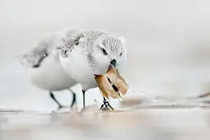 Sanderling: Sanderling