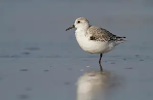 Sanderling: Sanderling