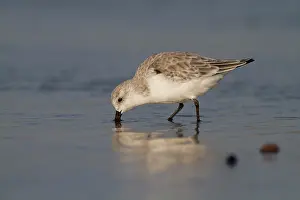 Sanderling: Sanderling