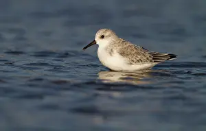 Sanderling: Sanderling