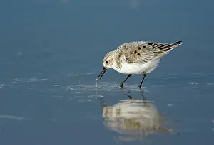 Sanderling: Sanderling