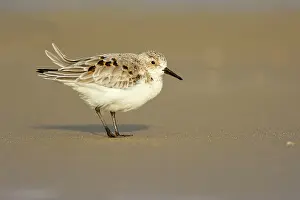 Sanderling: Sanderling