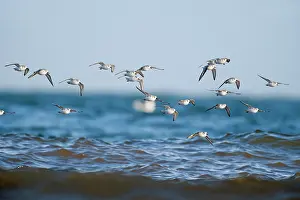 Sanderling: Sanderling