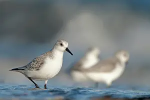 Sanderling: Sanderling