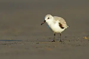 Sanderling: Sanderling