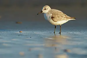 Sanderling: Sanderling