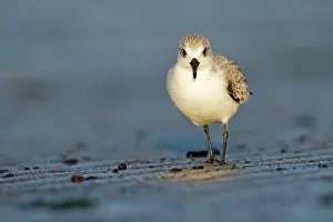 Sanderling: Sanderling