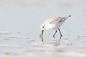 Sanderling: Sanderling