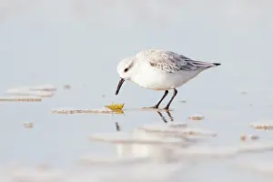 Sanderling: Sanderling