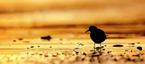Sanderling: Sanderling