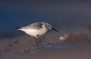 Sanderling: Sanderling