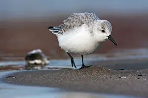 Sanderling: Sanderling