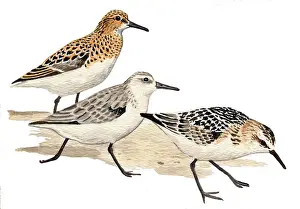 Sanderling: Sanderling