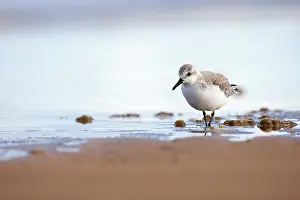 Sanderling: Sanderling