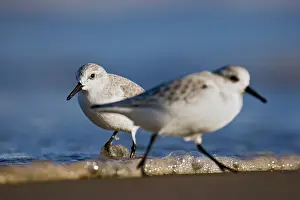 Sanderling: Sanderling
