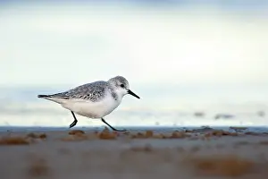 Sanderling: Sanderling