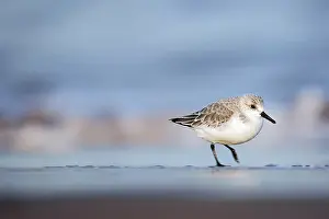 Sanderling: Sanderling