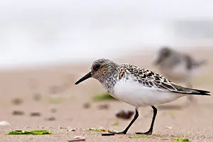 Sanderling: Sanderling
