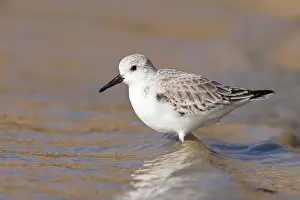 Sanderling: Sanderling