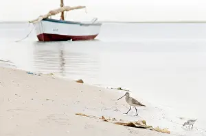 Sanderling: Sanderling