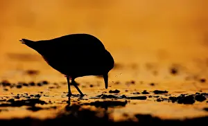 Sanderling: Sanderling