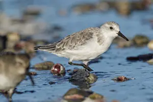 Sanderling: Sanderling