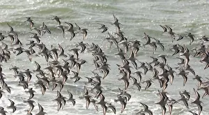Sanderling: Sanderling