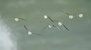 Spray: Sanderling