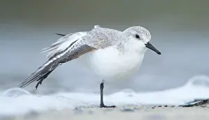 Stretching: Sanderling