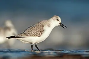 Sanderling: Sanderling