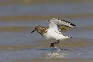 Sanderlings: Sanderling - adult bird in breeding plumage - Germany