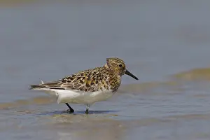 Sanderlings: Sanderling - adult bird in breeding plumage - Germany