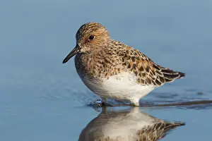 Sanderling: Sanderling - adult bird in breeding plumage - Germany