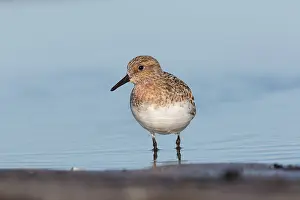 Sanderling: Sanderling - adult bird in breeding plumage - Germany