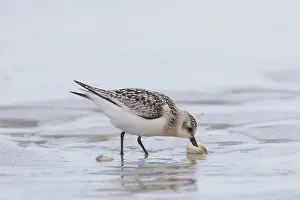 Baltic: Sanderling - adult bird in winter plumage foraging