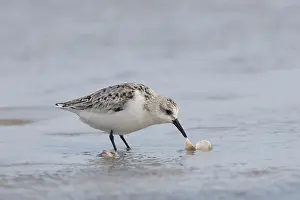 Baltic: Sanderling - adult bird in winter plumage foraging
