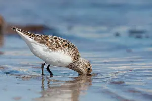 Sanderlings: Sanderling - adult standing in shallow water on